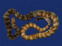 藏品(黑唇青斑海蛇)的圖片